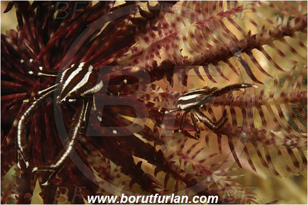 Komodo, Indonesia, Allogalathea elegans, Allogalathea, Galatheidae, Decapoda, Crinoid Squat Lobster, Elegant Squat Lobster, Squat lobster, Crustacea, Crustacean