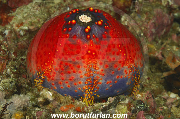 Rinja, Komodo, Indonesia, Pseudocolochirus violaceus, Pseudocolochirus, Cucumariidae, Sea Apple, Sea Cucumber, Holothuroidea, Holothurian, Echinodermata, Echinoderm