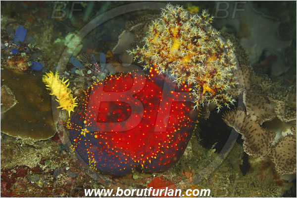 Rinja, Komodo, Indonesia, Pseudocolochirus violaceus, Pseudocolochirus, Cucumariidae, Sea Apple, Sea Cucumber, Holothuroidea, Holothurian, Echinodermata, Echinoderm