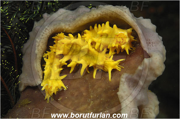 Rinja, Komodo, Indonesia, Colochirus robustus, Colochirus, Cucumariidae, Yellow Sea Cucumber, Sea Cucumber, Holothuroidea, Holothurian, Echinodermata, Echinoderm