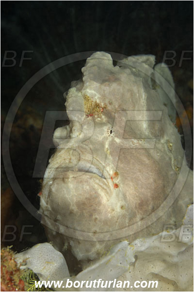 Rinja, Komodo, Indonesia, Antennarius commerson, Antennarius, Antennariidae, Commerson