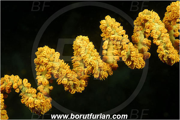 Rinja, Komodo, Indonesia, Cirripathes sp., Cirripathes, Antipathidae, Whip coral, Wire coral, Cnidarian, Cnidaria