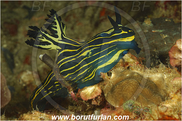 Rinja, Komodo, Indonesia, Nembrotha milleri, Nembrotha, Polyceridae, Polycerid nudibranch, Miller
