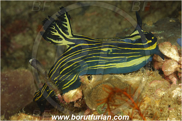 Rinja, Komodo, Indonesia, Nembrotha milleri, Nembrotha, Polyceridae, Polycerid nudibranch, Miller