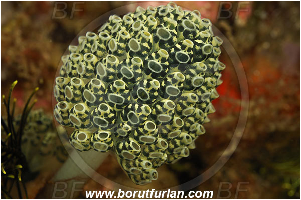 Rinja, Komodo, Indonesia, Nephtheis fascicularis, Nephtheis, Clavelinidae, Stalked sea squirts, Tunicata, Tunicate, Sea squirt