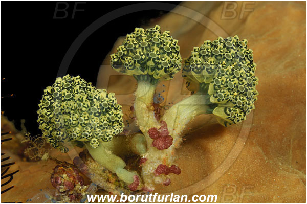 Rinja, Komodo, Indonesia, Nephtheis fascicularis, Nephtheis, Clavelinidae, Stalked sea squirts, Tunicata, Tunicate, Sea squirt