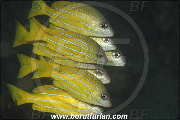 Rinja, Komodo, Indonesia, Lutjanus quinquelineatus, Lutjanus, Lutjanidae, Fiveline snapper, Snapper, Fish, Fish school