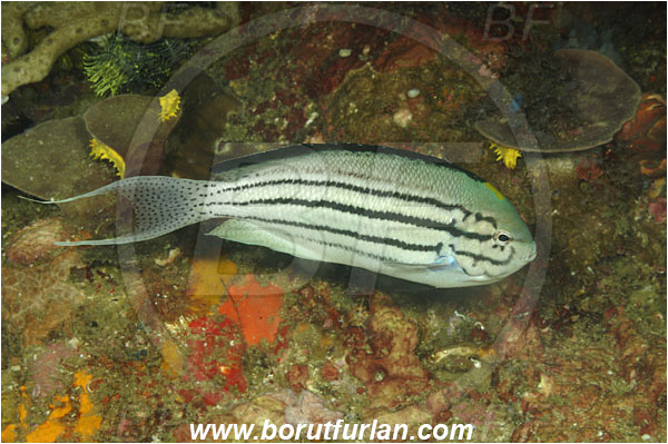 Rinja, Komodo, Indonesia, Genicanthus lamarck, Genicanthus, Pomacanthidae, Blackstripedl Angelfish, Angelfish, Fish