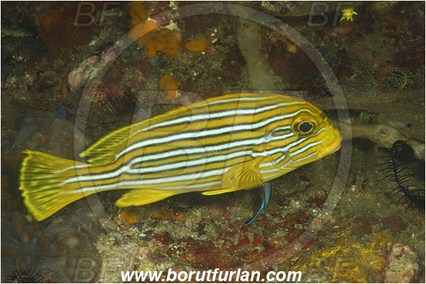 Rinja, Komodo, Indonesia, Plectorhinchus polytaenia, Plectorhinchus, Haemulidae, Ribboned sweetlips, Yellow-ribbon sweetlips, Sweetlips, Fish, Juvenile, Labroides dimidiatus, Labroides, Labridae, Cleaner Wrasse, Wrasse, Cleaning