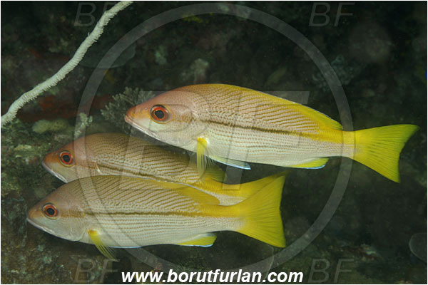 Rinja, Komodo, Indonesia, Lutjanus vitta, Lutjanus, Lutjanidae, Brownstripe red snapper, Snapper, Fish