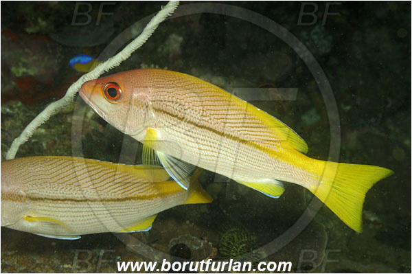 Rinja, Komodo, Indonesia, Lutjanus vitta, Lutjanus, Lutjanidae, Brownstripe red snapper, Snapper, Fish