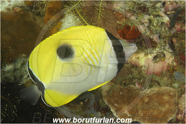 Rinja, Komodo, Indonesia, Chaetodon unimaculatus, Chaetodon, Chaetodontidae, Teardrop butterflyfish, Butterflyfish, Fish
