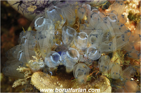 Rinja, Komodo, Indonesia, Indonesia, Clavelina moluccensis, Clavelina, Clavelinidae, Bluebell Tunicate, Colony of Tunicates, Ascidiacea, Tunicata, Tunicate