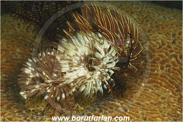 Rinja, Komodo, Indonesia, Sabellastarte sp., Sabellastarte, Sabellidae, Polychaeta, Annelid, Worm