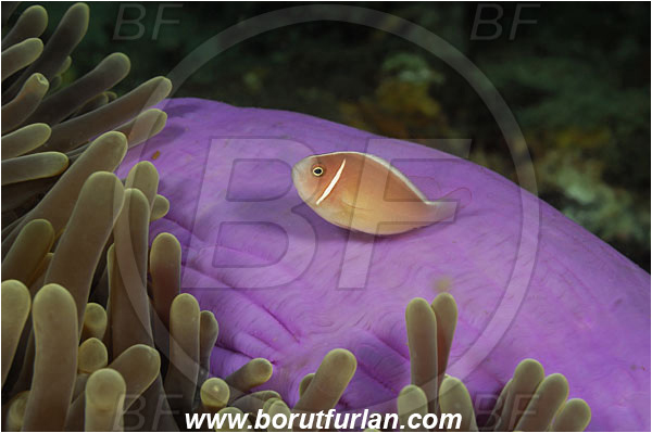 Rinja, Komodo, Indonesia, Amphiprion perideraion, Amphiprion, Pomacentridae, Pink Anemonefish, Anemonefish, Clownfish, Fish