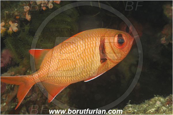 Shoulderbar soldierfish, Fish, Holocentridae, Indonesia, Komodo, Myripristis, Myripristis kuntee, Rinja, Soldierfish