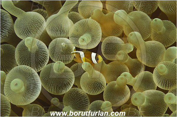 Rinja, Komodo, Indonesia, Entacmaea quadricolor, Entacmaea, Actiniidae, Bulb-tentacle Sea Anemone, Anemone, Anthozoa, Cnidaria, Cnidarian, Abstract, Amphiprion clarkii, Amphiprion, Clarks Anemonefish, Anemonefish, Clownfish, Fish, Pomacentridae, Juvenile