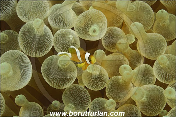 Rinja, Komodo, Indonesia, Entacmaea quadricolor, Entacmaea, Actiniidae, Bulb-tentacle Sea Anemone, Anemone, Anthozoa, Cnidaria, Cnidarian, Abstract, Amphiprion clarkii, Amphiprion, Clarks Anemonefish, Anemonefish, Clownfish, Fish, Pomacentridae, Juvenile