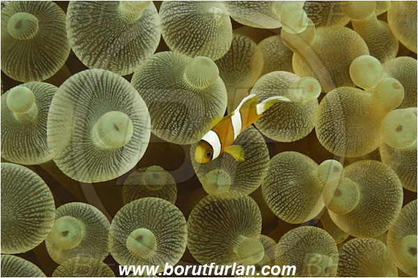 Rinja, Komodo, Indonesia, Entacmaea quadricolor, Entacmaea, Actiniidae, Bulb-tentacle Sea Anemone, Anemone, Anthozoa, Cnidaria, Cnidarian, Abstract, Amphiprion clarkii, Amphiprion, Clarks Anemonefish, Anemonefish, Clownfish, Fish, Pomacentridae, Juvenile