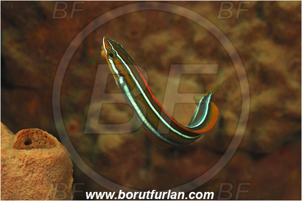 Rinja, Komodo, Indonesia, Plagiotremus rhinorhynchos, Plagiotremus, Blenniidae, Bluestriped fangblenny, Blenny, Fish