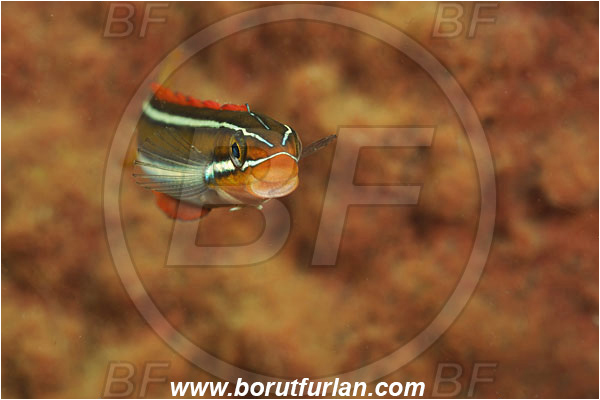 Rinja, Komodo, Indonesia, Plagiotremus rhinorhynchos, Plagiotremus, Blenniidae, Bluestriped fangblenny, Blenny, Fish, Portrait
