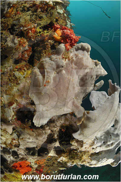 Rinja, Komodo, Indonesia, Antennarius commerson, Antennarius, Antennariidae, Commerson