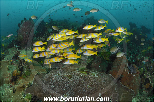 Rinja, Komodo, Indonesia, Lutjanus kasmira, Lutjanus, Lutjanidae, Bluestripe snapper, Snapper, Fish, Fish school, Reef
