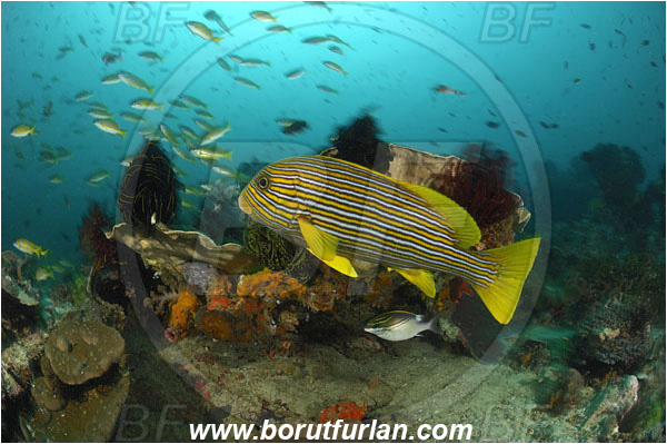 Rinja, Komodo, Indonesia, Plectorhinchus polytaenia, Plectorhinchus, Haemulidae, Ribboned sweetlips, Yellow-ribbon sweetlips, Sweetlips, Fish, Reef