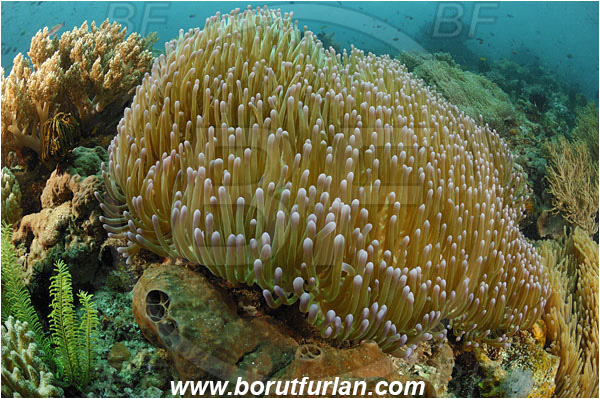 Rinja, Komodo, Indonesia, Heteractis magnifica, Magnificent Sea Anemone, Anemone, Anthozoa, Cnidaria, Cnidarian, Reef