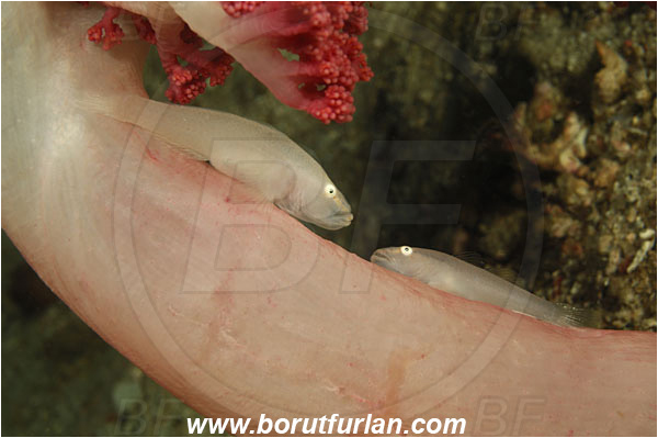 Rinja, Komodo, Indonesia, Pleurosicya boldinghi, Pleurosicya, Gobiidae, Softcoral Ghost Goby, Goby, Fish