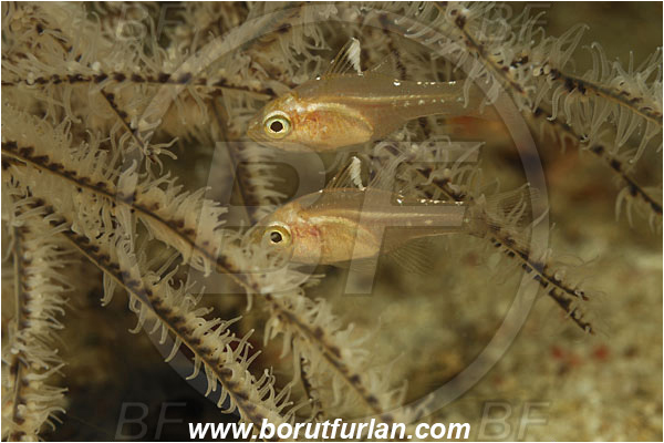 Rinja, Komodo, Indonesia, Ostorhinchus hoevenii, Ostorhinchus, Apogonidae, Frostfin cardinalfish, Cardinalfish, Fish