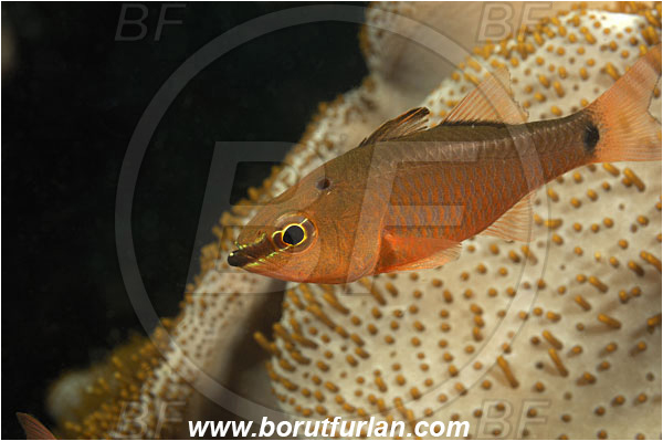 Rinja, Komodo, Indonesia, Apogon notatus, Apogon, Apogonidae, Spotnape cardinalfish, Cardinalfish, Fish