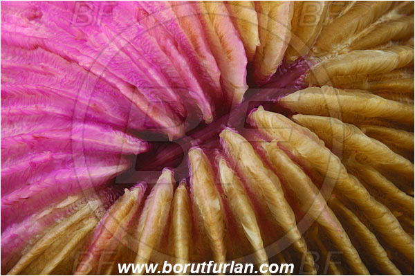 Rinja, Komodo, Indonesia, Fungia sp., Fungia, Fungiidae, Mushroom coral, Coral, Anthozoa, Cnidaria, Cnidarian, Abstract