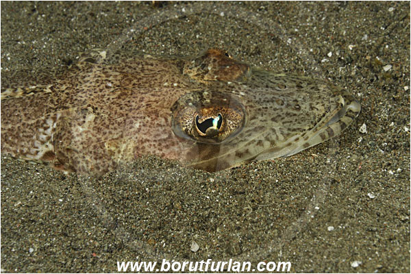 Rinja, Komodo, Indonesia, Thysanophrys celebica, Thysanophrys, Platycephalidae, Celebes Flathead, Flathead, Fish, Portrait