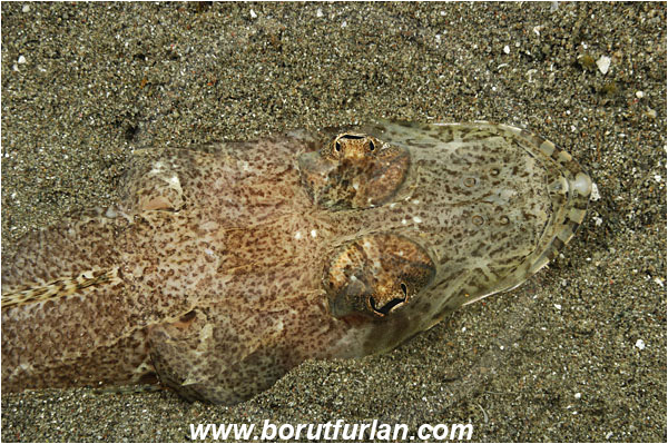 Rinja, Komodo, Indonesia, Thysanophrys celebica, Thysanophrys, Platycephalidae, Celebes Flathead, Flathead, Fish, Portrait