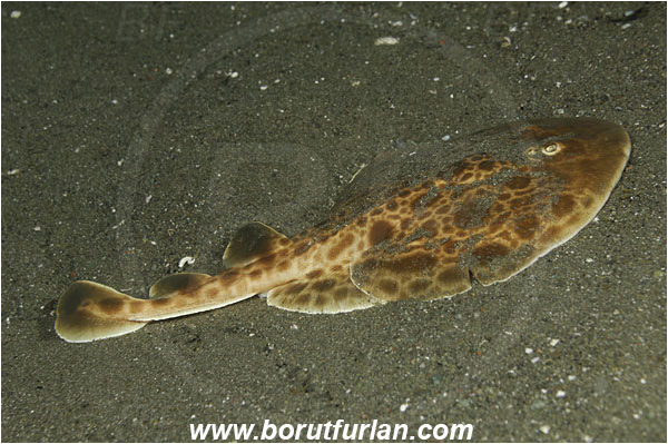 Rinja, Komodo, Indonesia, Narcine baliensis, Narcine, Narcinidae, Elasmobranchii, Indonesian numbfish, Numbfish, Electric ray, Fish