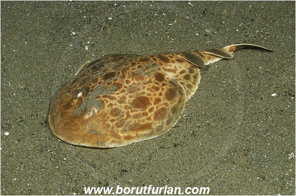 Rinja, Komodo, Indonesia, Narcine baliensis, Narcine, Narcinidae, Elasmobranchii, Indonesian numbfish, Numbfish, Electric ray, Fish