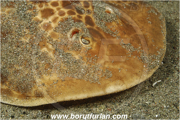 Rinja, Komodo, Indonesia, Narcine baliensis, Narcine, Narcinidae, Elasmobranchii, Indonesian numbfish, Numbfish, Electric ray, Fish, Portrait