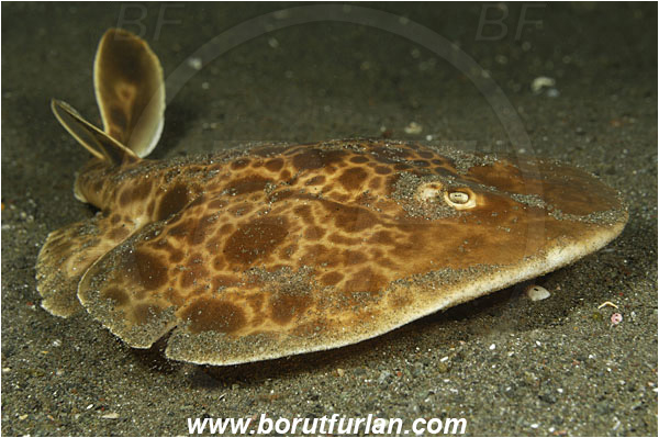 Rinja, Komodo, Indonesia, Narcine baliensis, Narcine, Narcinidae, Elasmobranchii, Indonesian numbfish, Numbfish, Electric ray, Fish