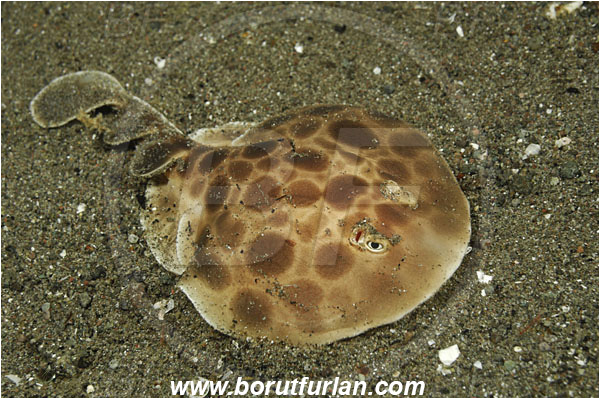 Rinja, Komodo, Indonesia, Narcine baliensis, Narcine, Narcinidae, Elasmobranchii, Indonesian numbfish, Numbfish, Electric ray, Fish