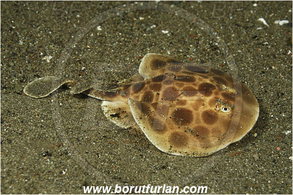 Rinja, Komodo, Indonesia, Narcine baliensis, Narcine, Narcinidae, Elasmobranchii, Indonesian numbfish, Numbfish, Electric ray, Fish