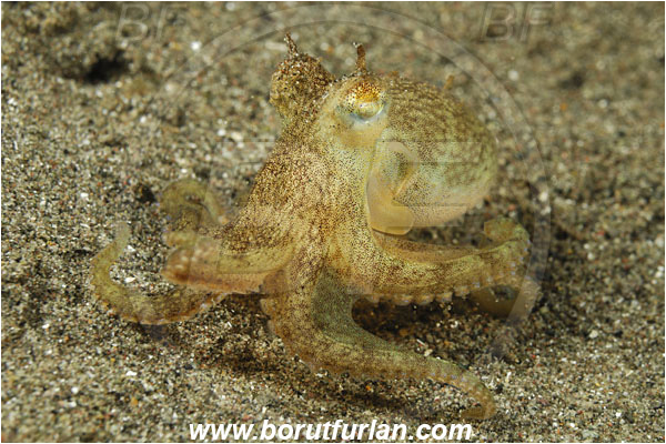 Rinja, Komodo, Indonesia, Octopus sp., Octopus, Octopodidae, Cephalopoda, Mollusca, Mollusc