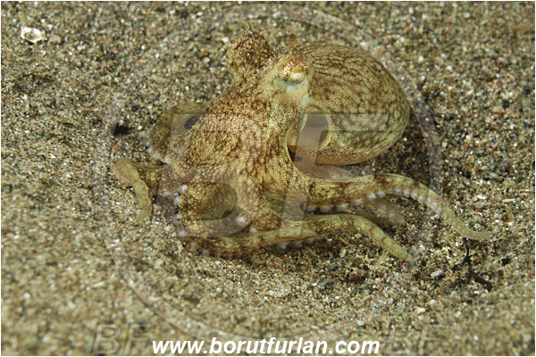Rinja, Komodo, Indonesia, Octopus sp., Octopus, Octopodidae, Cephalopoda, Mollusca, Mollusc
