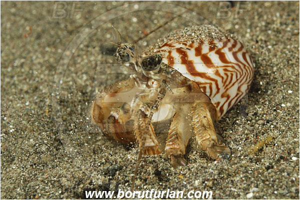 Rinja, Komodo, Indonesia, Diogenidae, Hermit Crab, Decapoda, Crustacea, Crustacean, Unidentified