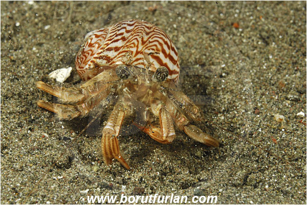 Rinja, Komodo, Indonesia, Diogenidae, Hermit Crab, Decapoda, Crustacea, Crustacean, Unidentified