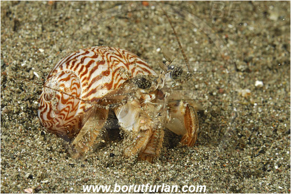 Rinja, Komodo, Indonesia, Diogenidae, Hermit Crab, Decapoda, Crustacea, Crustacean, Unidentified