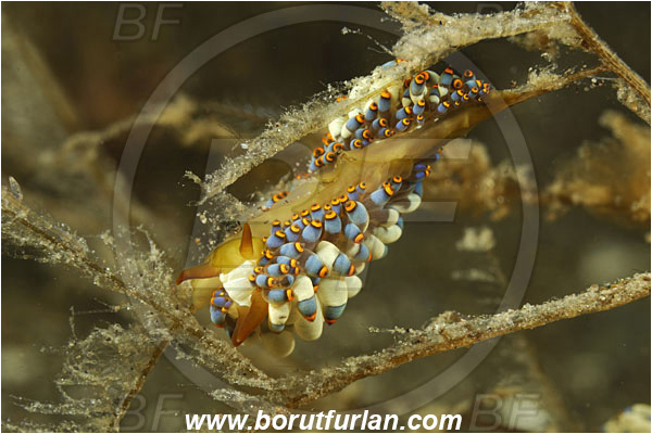 Rinja, Komodo, Indonesia, Trinchesia yamasui, Trinchesia, Trinchesiidae, Aeolid nudibranch, Nudibranch, Sea slug, Gastropoda, Mollusca, Mollusc