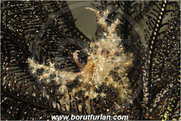 Rinja, Komodo, Indonesia, Achaeus spinosus, Achaeus, Inachinae, Decapoda, Spiny Spider Crab, Crab, Crustacea, Crustacean