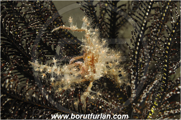 Rinja, Komodo, Indonesia, Achaeus spinosus, Achaeus, Inachinae, Decapoda, Spiny Spider Crab, Crab, Crustacea, Crustacean