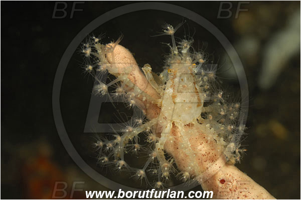 Rinja, Komodo, Indonesia, Achaeus spinosus, Achaeus, Inachinae, Decapoda, Spiny Spider Crab, Crab, Crustacea, Crustacean